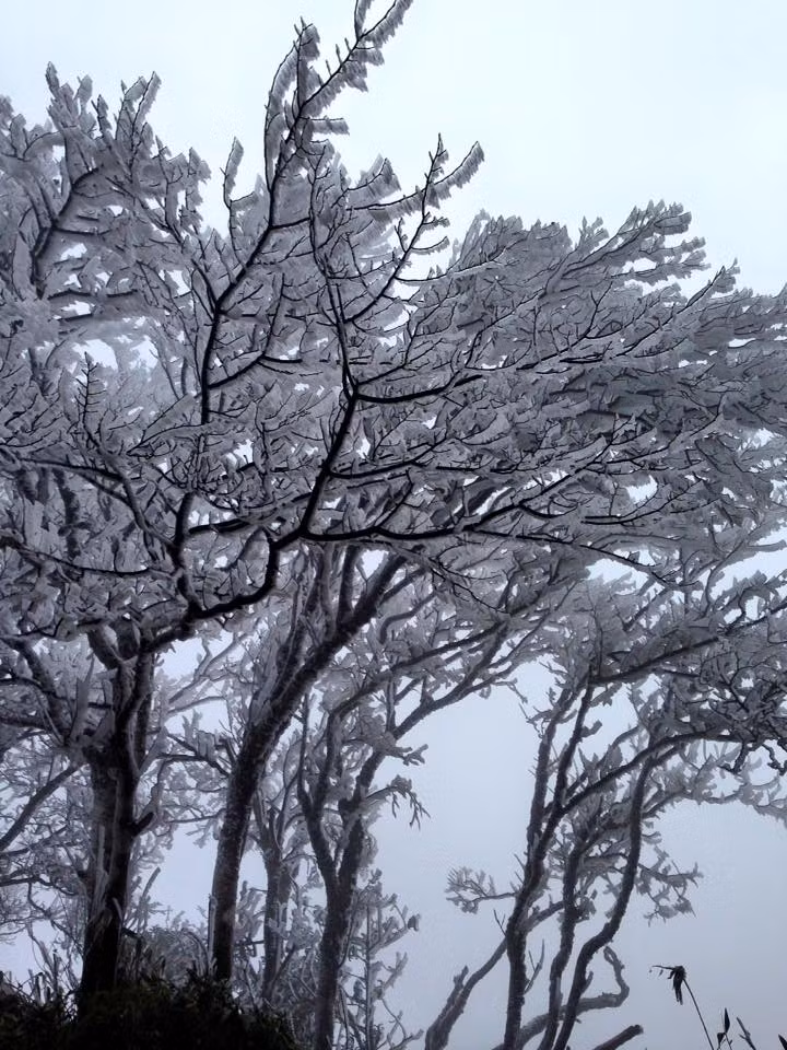 Cái lạnh làm cho hơi nước trên khắp đại ngàn Phia Oắc đóng băng.