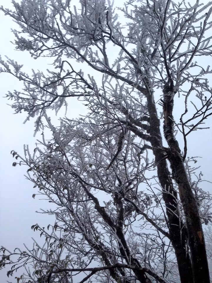 Băng bao phủ kín từng cành cây, ngọn cỏ...