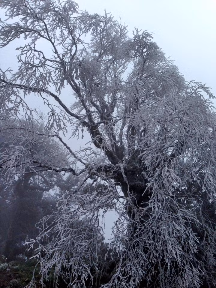 Những dáng cây phủ băng như tranh thủy mặc.