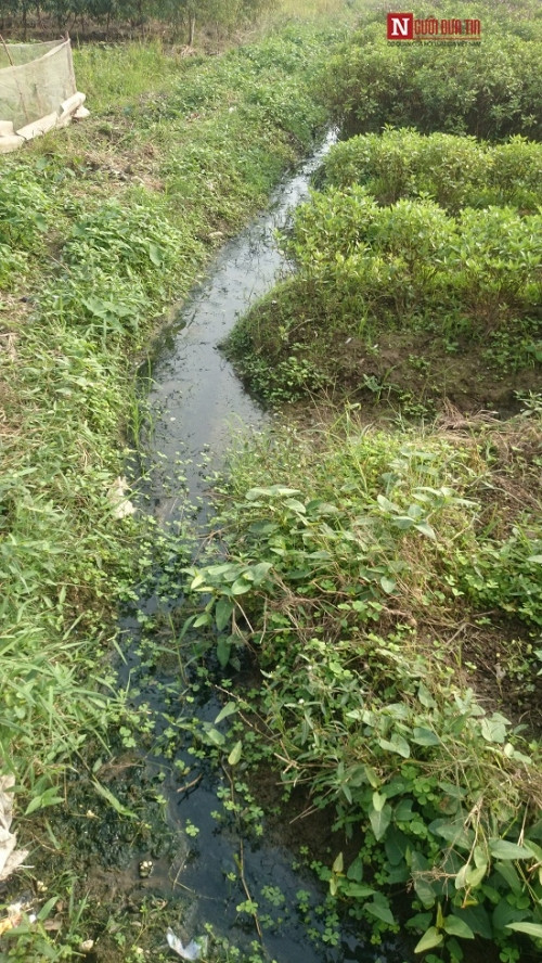 Kinh hai rau muong tuoi nuoc cong duoc ban o Ha Noi-Hinh-2