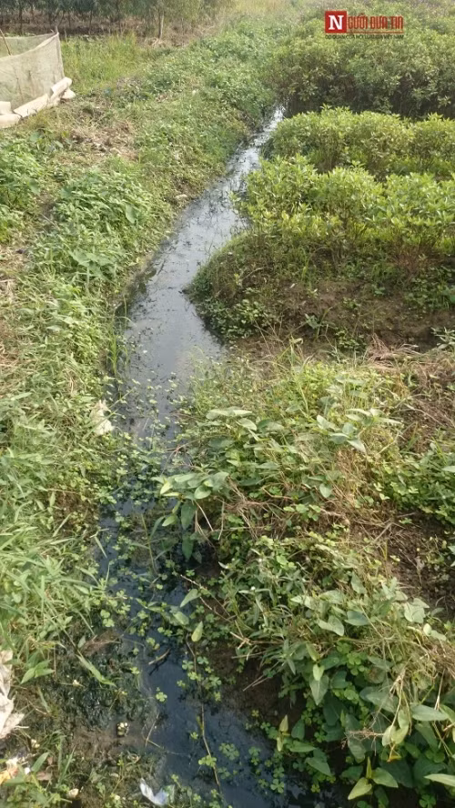 Kinh hai rau muong tuoi nuoc cong duoc ban o Ha Noi-Hinh-2