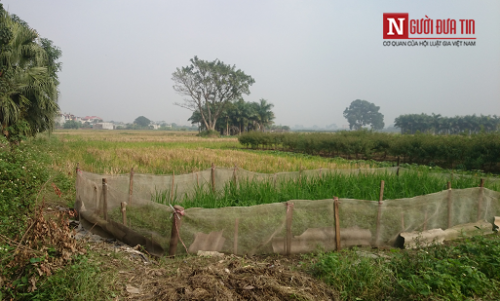 Kinh hai rau muong tuoi nuoc cong duoc ban o Ha Noi-Hinh-6