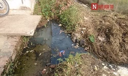 Kinh hai rau muong tuoi nuoc cong duoc ban o Ha Noi