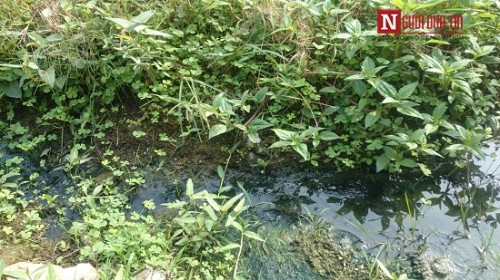 Kinh hai rau muong tuoi nuoc cong duoc ban o Ha Noi-Hinh-4