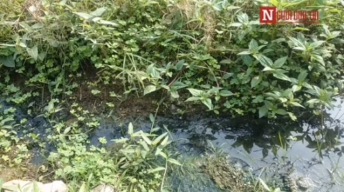 Kinh hai rau muong tuoi nuoc cong duoc ban o Ha Noi-Hinh-4