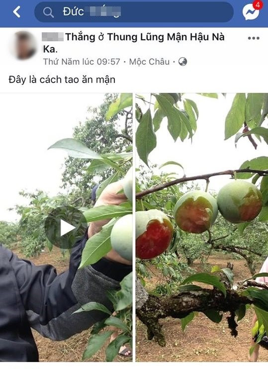 Trước đó, trên mạng xã hội cũng lan truyền hình ảnh cắn nửa trái mận trên cây tại vườn mận ở Mộc Châu (Sơn La) của một nhóm phượt tự xưng là người Hà Nội khiến cư dân mạng không khỏi phẫn nộ.