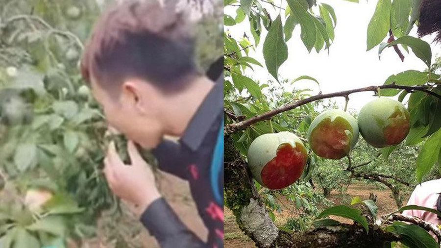 Nhóm này đã lựa những quả mận đầu mùa chín mọng, đua nhau vin cành xuống rồi mỗi quả chỉ cắn một miếng như chuột gặm, phần còn lại bỏ lại trên cành và chuyển sang những quả khác.