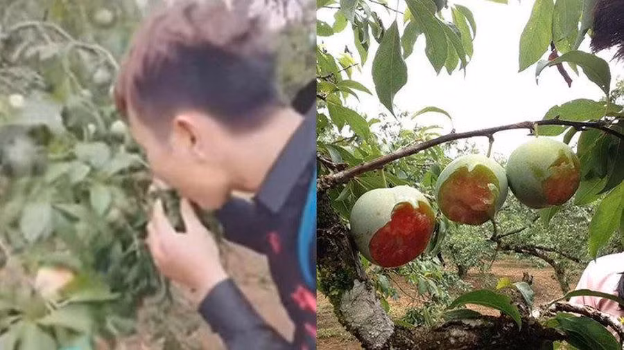 Nhóm này đã lựa những quả mận đầu mùa chín mọng, đua nhau vin cành xuống rồi mỗi quả chỉ cắn một miếng như chuột gặm, phần còn lại bỏ lại trên cành và chuyển sang những quả khác.