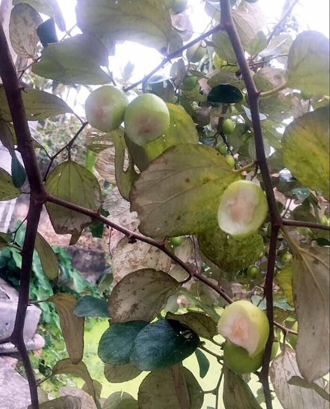 Thời điểm này, táo tại nhiều nơi đang bước vào mùa chín rộ, thu hút khách đến tham quan vườn táo, thưởng thức, đặc biệt là giới trẻ và các bạn sinh viên. Chỉ với 15.000 đồng, du khách có thể vào những vườn táo này chụp ảnh, hái ăn thoả thích.