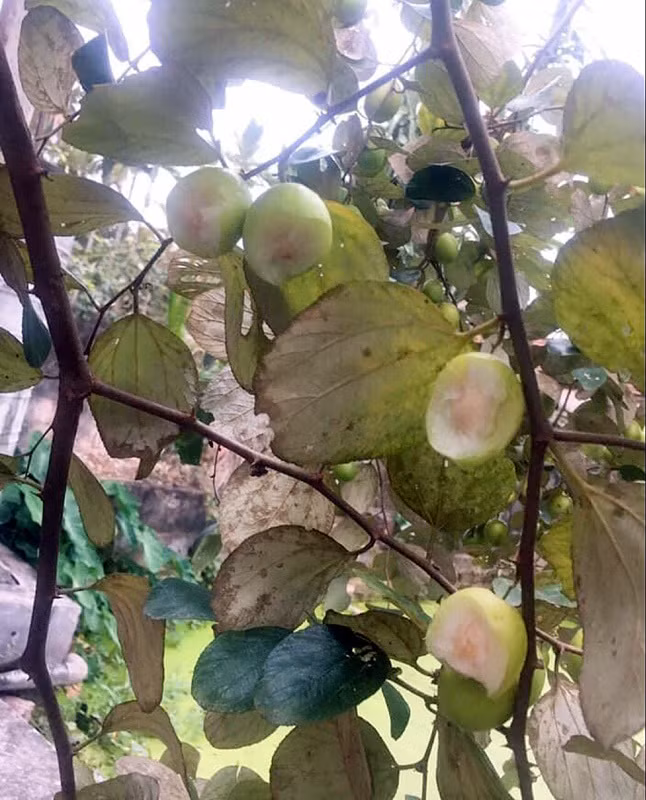 Thời điểm này, táo tại nhiều nơi đang bước vào mùa chín rộ, thu hút khách đến tham quan vườn táo, thưởng thức, đặc biệt là giới trẻ và các bạn sinh viên. Chỉ với 15.000 đồng, du khách có thể vào những vườn táo này chụp ảnh, hái ăn thoả thích.