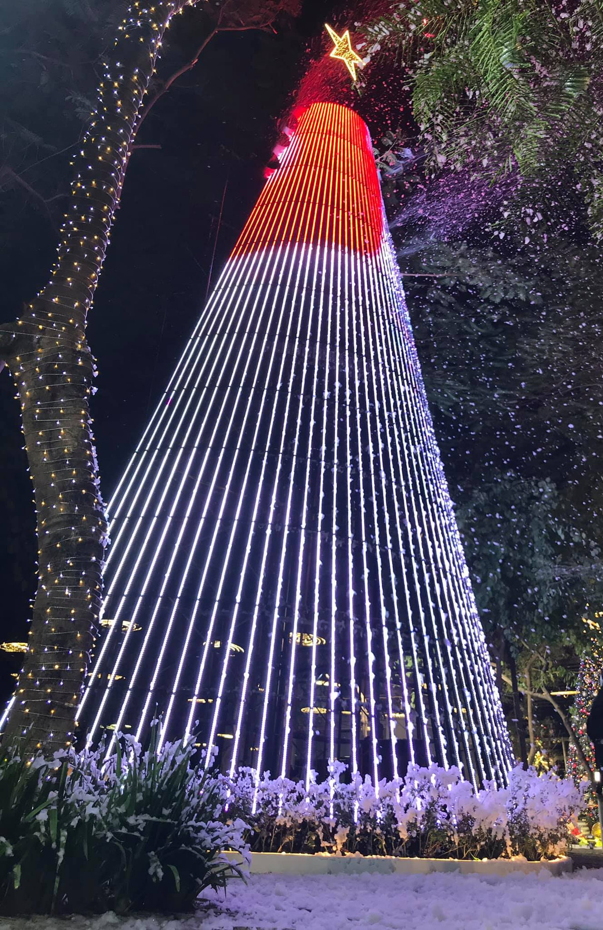 Được mệnh danh là một trong những ngôi trường nhiều góc sống ảo và sang chảnh nhất miền Bắc, Đại học Thăng Long chăm chút rất tỉ mỉ cho khu vườn Giáng sinh trong khuôn viên.