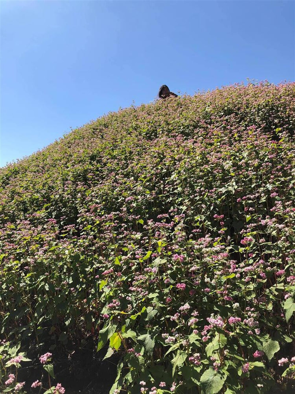 Một quả đồi thơ mộng nhưng bất ngờ xuất hiện cái đầu của ai kia.