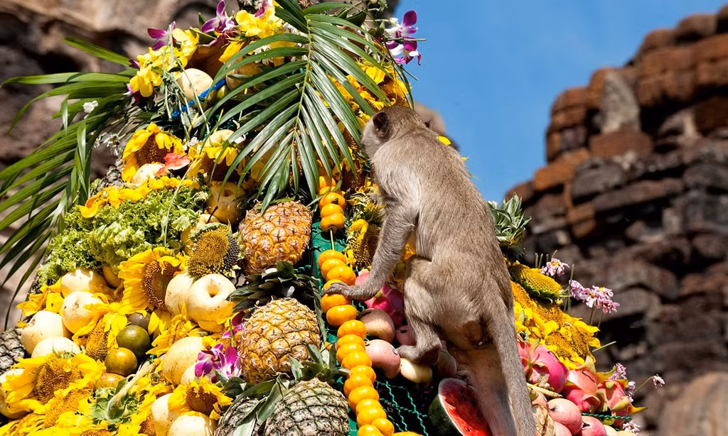  Lễ hội buffet cho khỉ ở Thái Lan: Hàng năm, cứ vào chủ nhật cuối cùng của tháng 11, hàng nghìn con khỉ lại tập trung tại đền Pra Prang Sam Yot, thuộc tỉnh Lopburi, Thái Lan, để được ăn thỏa thích trong lễ hội buffet. Theo ước tính, có khoảng 4 tấn hoa quả các loại được sử dụng trong bữa tiệc này, gồm chuối, táo, nho, na… cùng nhiều đồ uống khác nhau. Ảnh: Adobestock.