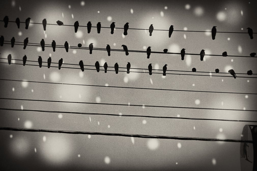 Thời điểm đó, Yukari Chikura lên đường với nỗi đau mất cha, sau trận động đất và sóng thần. Nhiếp ảnh gia này nhớ về lời kể của người cha quá cố: “Hãy tìm đến ngôi làng ẩn sâu trong tuyết trắng” nên quyết định tới đó. Trong hình, loài chim thần thoại Yatagarasu tượng trưng cho "thần dẫn đường” và là “hóa thân của Mặt Trời”.