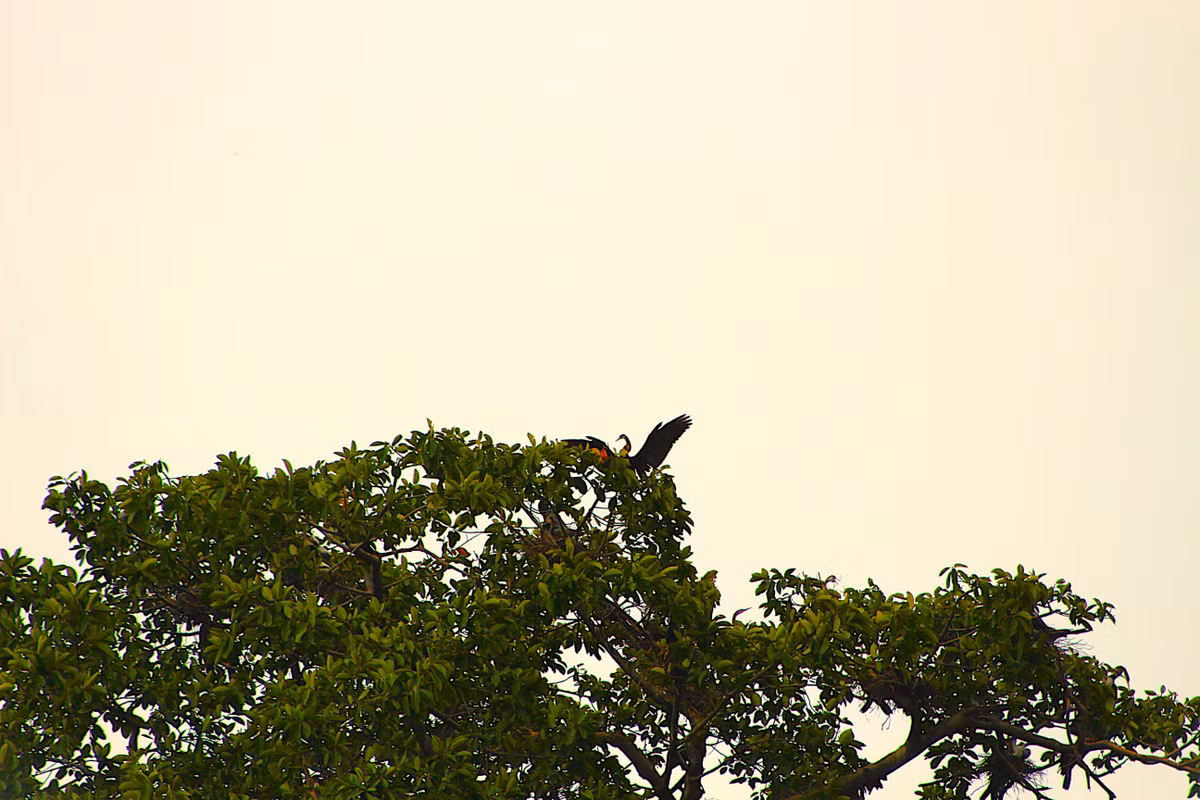 Đồng Nai: Đàn chim quý hiếm làm tổ tại khu du lịch Bửu Long - Hình 3 Dong Nai: Dan chim quy hiem lam to tai khu du lich Buu Long-Hinh-3