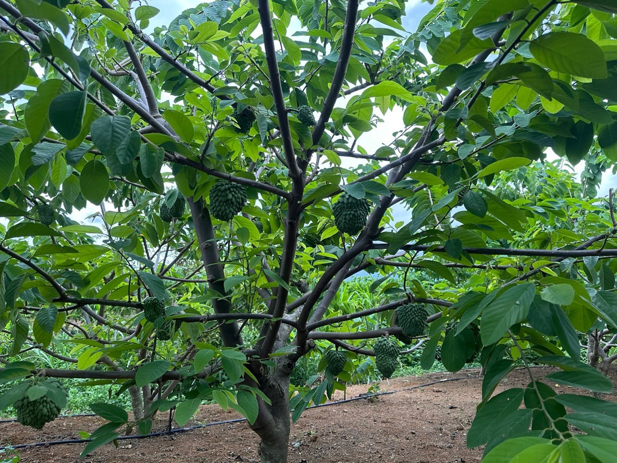 Trong giong na la tren nui, HTX Me Lech mot nam lai 120 ty