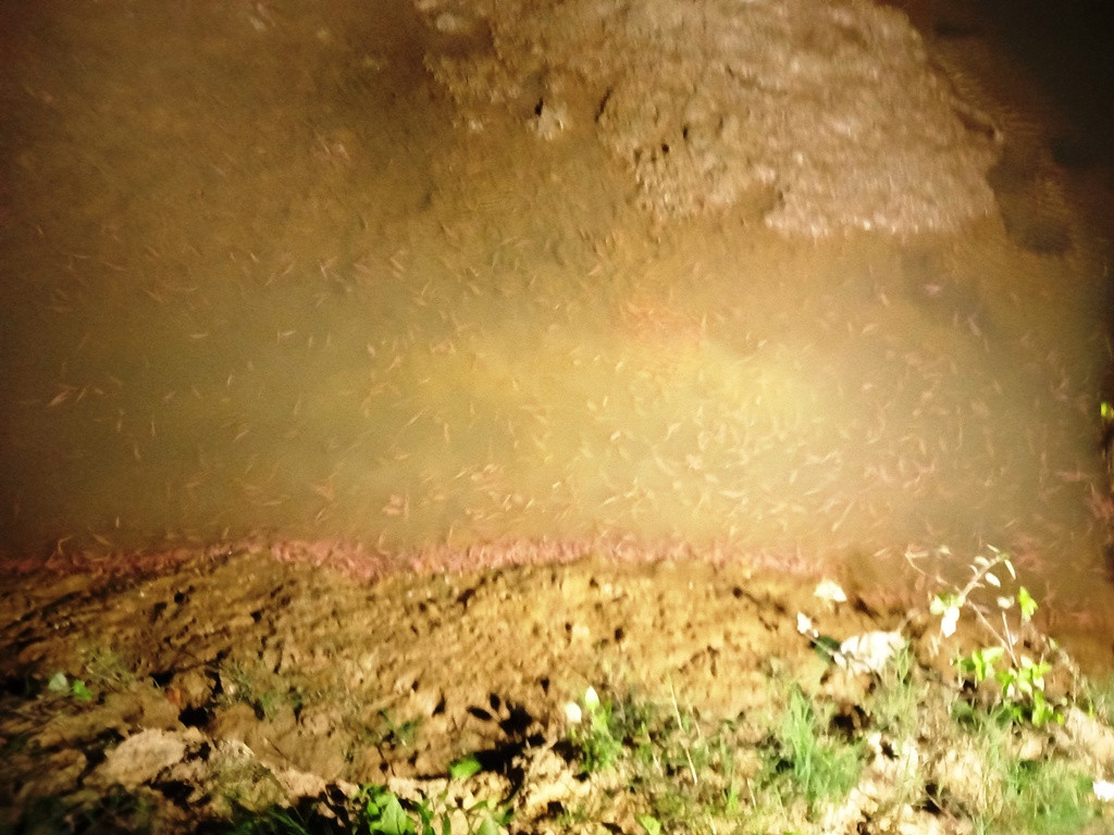 Để bắt rươi, người dân phải dùng đèn pin để kiểm tra lượng rươi. Rươi được thu hoạch trên cánh đồng triển khai mô hình trồng lùa hữu cơ kết hợp khai thác rươi nội đồng. Sau khi thu hoạch lúa, người dân sẽ đắp bờ, cải tạo đất làm môi trường cho rươi bật lên để thu hoạch.