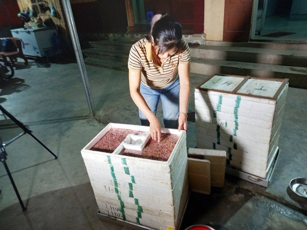 Ông Phạm Văn Thiệp, Phó Chủ tịch UBND xã An Thanh (huyện Tứ Kỳ, Hải Dương) cho biết, hiện tổng diện tích nuôi rươi của toàn xã vào khoảng 280ha, với gần 400 hộ tham gia sản xuất. Trong đó có 130 ha ngoài bãi và 150 ha trong đồng. Năm ngoái, sản lượng rươi của An Thanh đạt khoảng 100 tấn, năm nay ước đạt khoảng 115 tấn.