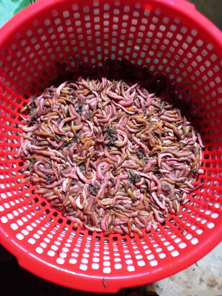 Thôn An Định là thôn tập trung khoảng 50% diện tích nuôi rươi của xã An Thanh. Người dân ở đây cho biết, bình thường con rươi sống sâu khoảng 30-40cm dưới mặt đất. Vào tháng 9, tháng 10 âm lịch khi nước thủy triều ngoài sông rút đi, rươi mới nổi lên mặt nước và người dân sẽ được vớt "lộc trời".