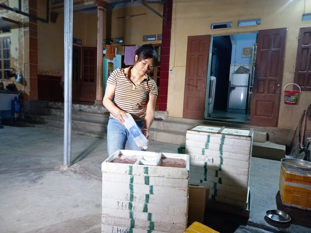 Hiện giá rươi đầu mùa ở An Thanh đang dao động từ 300-350.000 đồng/kg. Mỗi tối thu hoạch người dân cũng có vài triệu đồng.