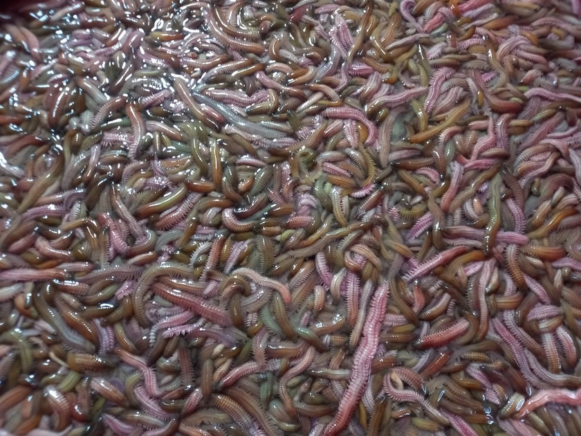 Ông Phạm Văn Cường, trưởng thôn An định cho biết, người dân thôn ông đã nuôi rươi ở ngoài bãi sông khoảng 15 năm nay. Cách đây 7 năm khi thấy hiệu quả kinh tế của con rươi, người dân trong thôn thống nhất dồn ô đổ thửa, chỉnh trang toàn bộ diện tích cấy lúa ở trong đồng để nuôi rươi. Đến nay, 97% diện tích ruộng của thôn An Định đã sản xuất theo mô hình nuôi rươi và cấy lúa hữu cơ. Gọi là “nuôi” nhưng người dân ở đây chỉ tạo môi trường sạch không có hóa chất để thu hút rươi từ sông cái theo con nước về ruộng ở và tự sinh sản chứ không cho rươi ăn hay sử dụng thuốc, chế phẩm gì. Rươi An Thanh nổi tiếng ngon, nhiều bột và được thương lái săn đón ngay sau khi thu hoạch.