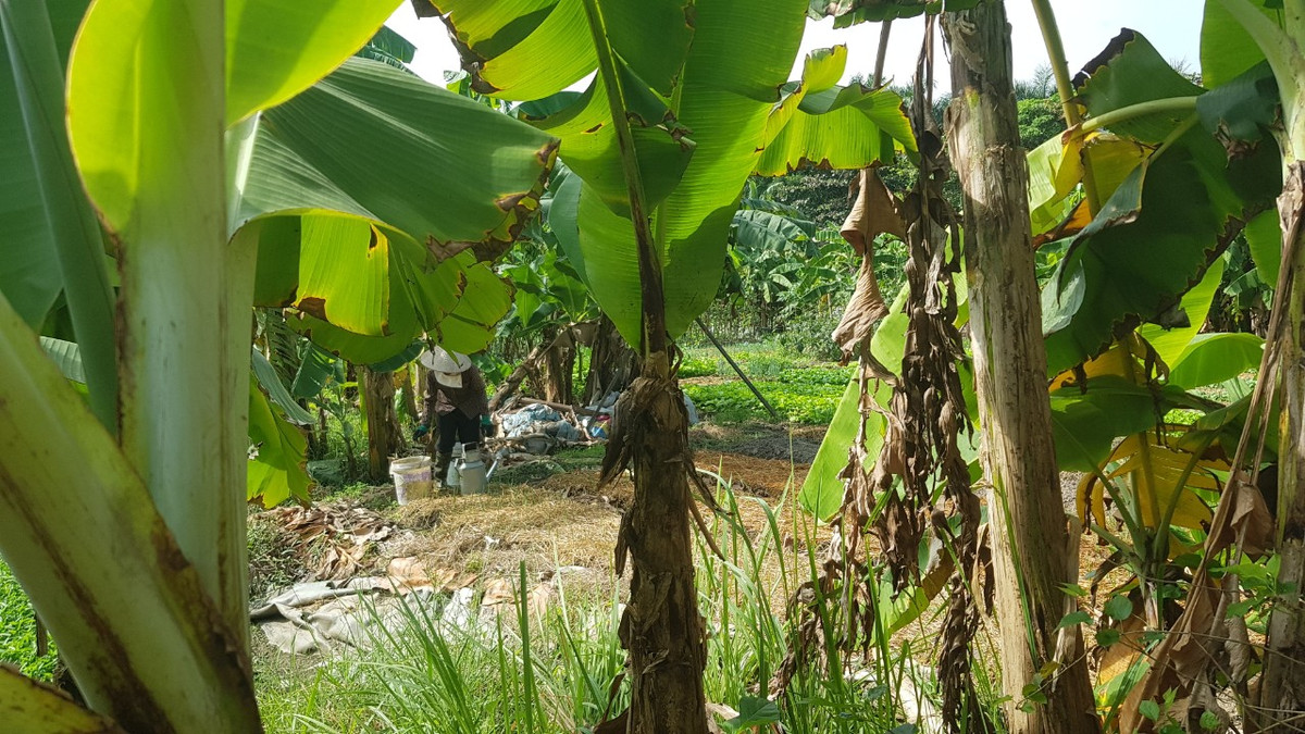 Người dân tận dụng để trồng chuối, rau.