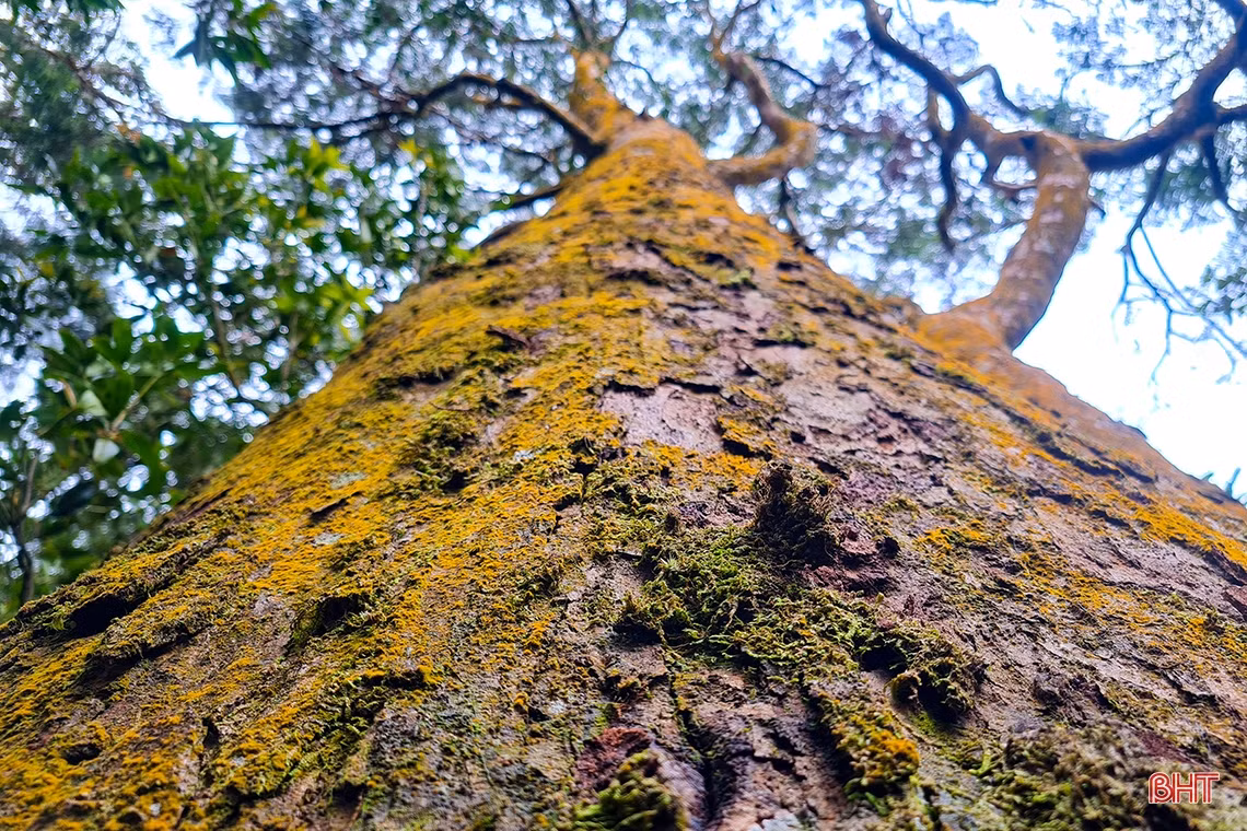 Vườn là địa bàn sinh sống của hàng ngàn loài động vật, thực vật, trong đó có nhiều loài quý hiếm đang cần được bảo tồn. Vườn nằm trong một vùng sinh thái có mức độ ưu tiên toàn cầu, được xác định là cực kỳ quan trọng trong việc bảo tồn đa dạng sinh học cho cả rừng mưa, vùng đồi núi đến núi cao. 
