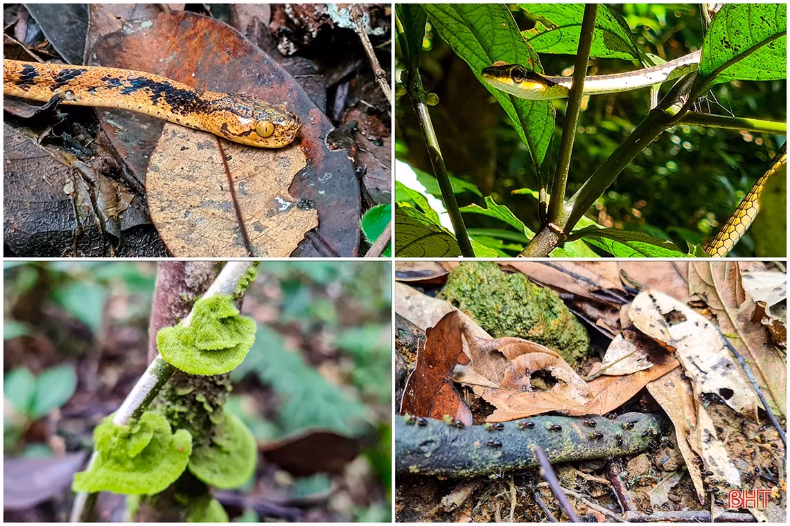 Vườn có sự góp mặt của 1.828 loài thuộc 217 họ thực vật bậc cao. Khu hệ động vật có sự góp mặt của 94 loài thú, 315 loài chim, 89 loài lưỡng cư bò sát, 88 loài cá xương, 316 loài bướm...