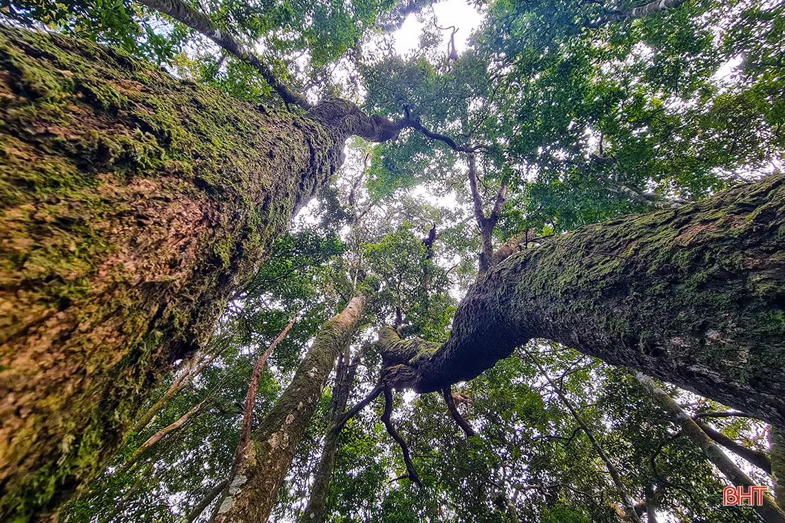 ... những thân cây cổ thụ...