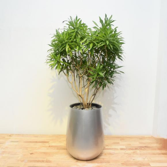 Người thuộc mệnh Mộc, Thổ trồng cây trúc bách hợp sẽ thuận buồm xuôi gió Nguoi thuoc menh Moc, Tho trong cay truc bach hop se thuan buom xuoi gio