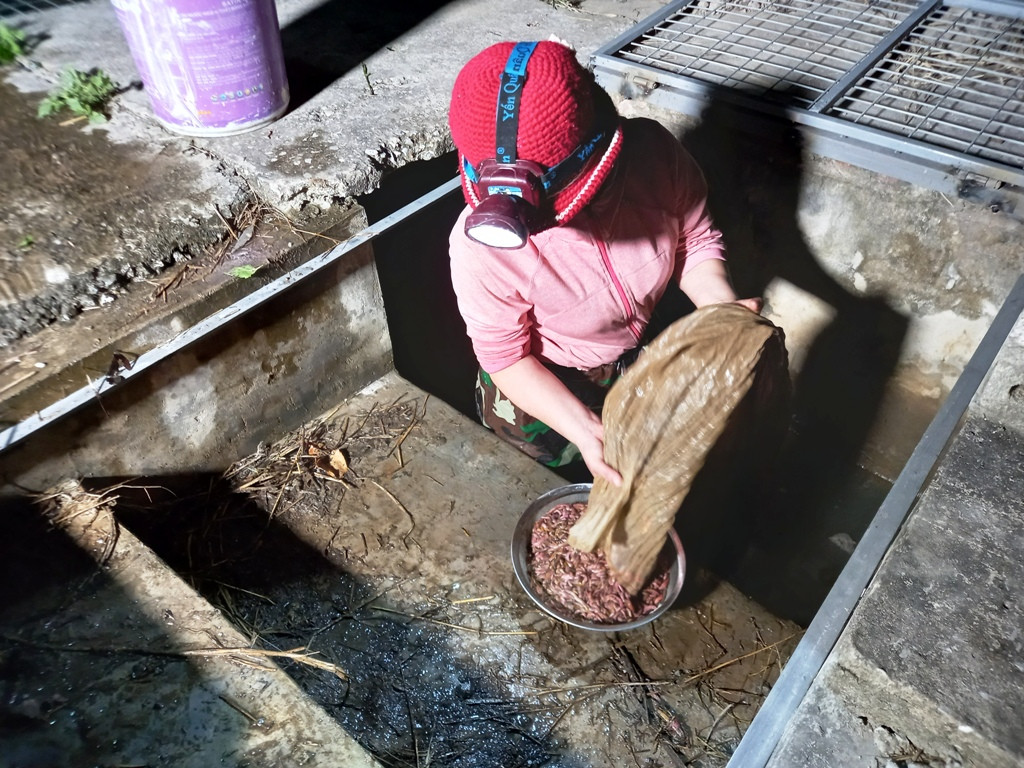 Gia đình Phạm Thị Đoan có 6 sào ruộng cấy lúa 2 vụ. Năm 2021 gia đình chị đã cải tạo đất để cấy lúa 1 vụ và 1 vụ rươi. Năm ngoái vụ rươi đầu tiên gia đình chị thu hoạch được khoảng 30kg.