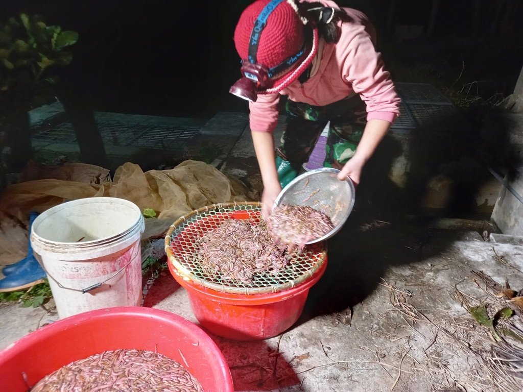 Chị Phạm Thị Đoan thu được hơn 20 kg trong một buổi tối