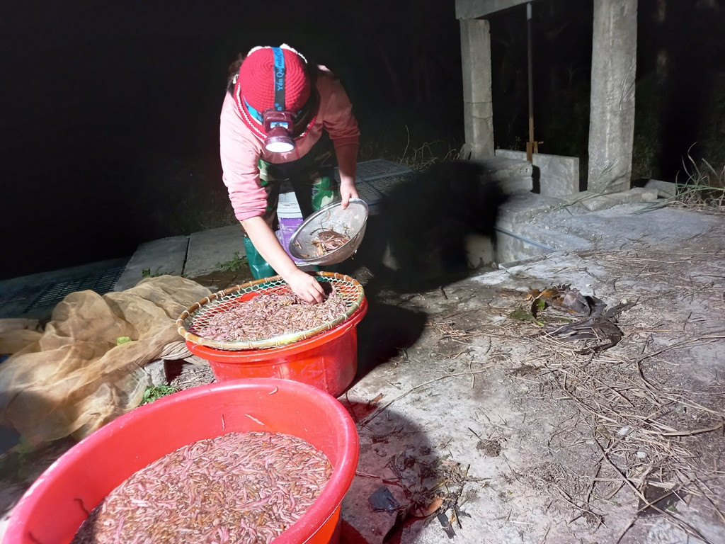 Chị Đoan nhặt sạch rươi trước khi mang đến điểm thu mua.