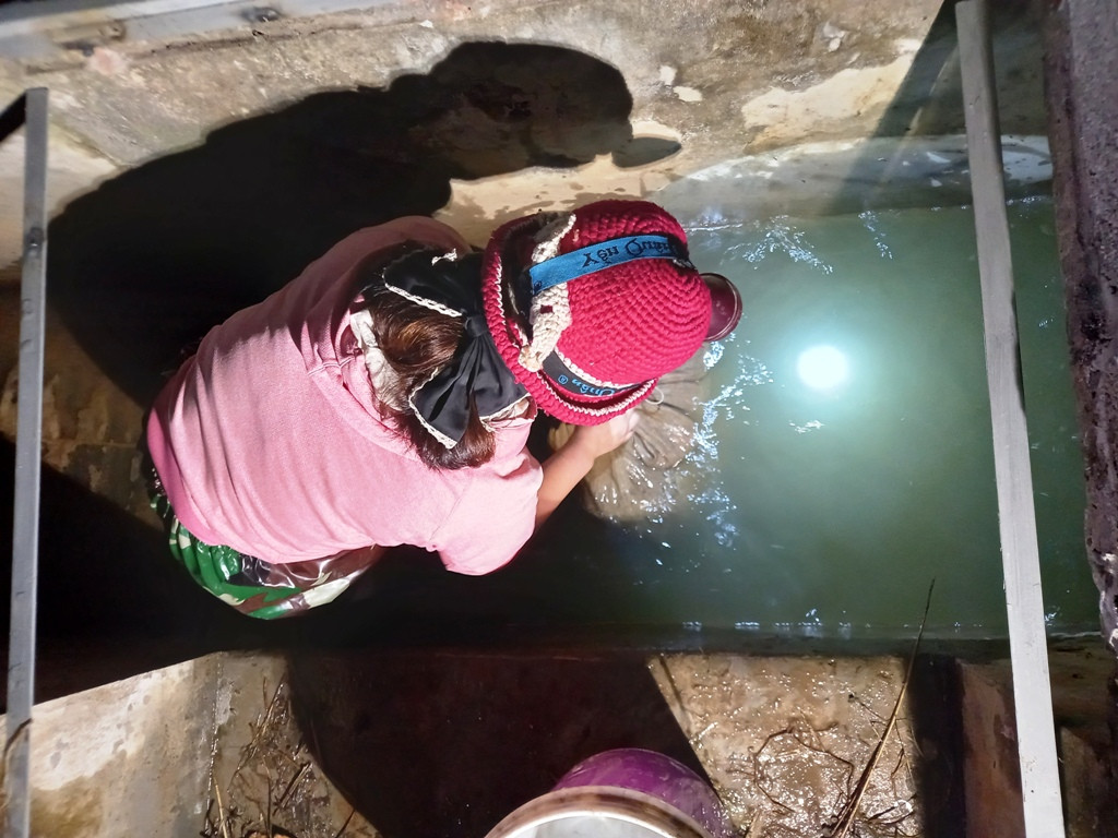 Chị Đoan cho biết, để chuẩn bị ruộng nuôi rươi, khoảng 4 năm trước gia đình chị đã không sử dụng thuốc trừ sâu hay phân bón hóa học. Việc cấy lúa chỉ dùng phân gà ủ mục và ngô hạt để cung cấp chất dinh dưỡng cũng như tạo mùn phù hợp với sự sinh trưởng và phát triển của con rươi.