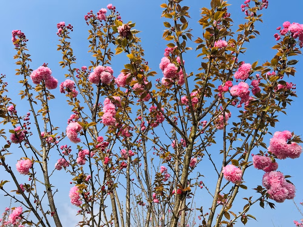 Sắc hồng còn trải khắp đến khu vực tháp đồng hồ, đầu vườn hồng lớn cho tới ga Mường Hoa..., để du khách thỏa sức “check-in”. Chị Kim Oanh từ Hà Nội chia sẻ: “Năm nào tôi cũng phải đến Fansipan một lần để ngắm hoa anh đào Nhật Bản. Khung cảnh tại đây đẹp và nên thơ không kém những bức ảnh hoa tại Nhật Bản mà tôi vẫn thường thấy trên mạng.”