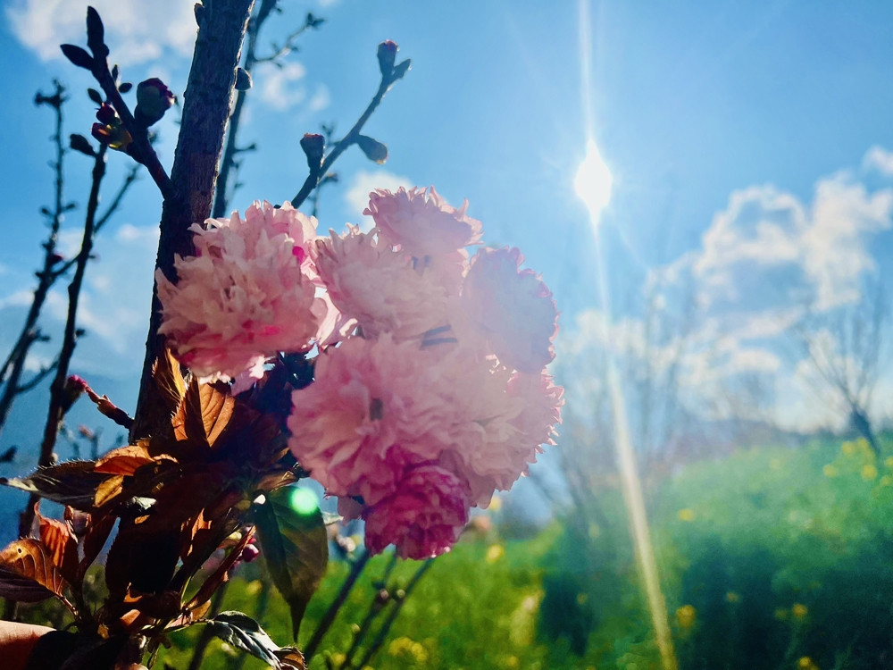 1000 gốc anh đào Nhật Bản đã được khu du lịch đưa về và tỉ mỉ, kỳ công vun trồng từ những ngày đầu tiên khai trương tuyến cáp treo. Theo đại diện khu du lịch, anh đào là giống cây tương đối khó trồng và chậm lớn. Tuy nhiên, với khí hậu quanh năm mát mẻ, nơi đây được đánh giá là phù hợp để giúp hoa anh đào Nhật Bản sinh trưởng, phát triển tốt với độ xòe tán rộng, chùm dày và sắc hồng rất nét.