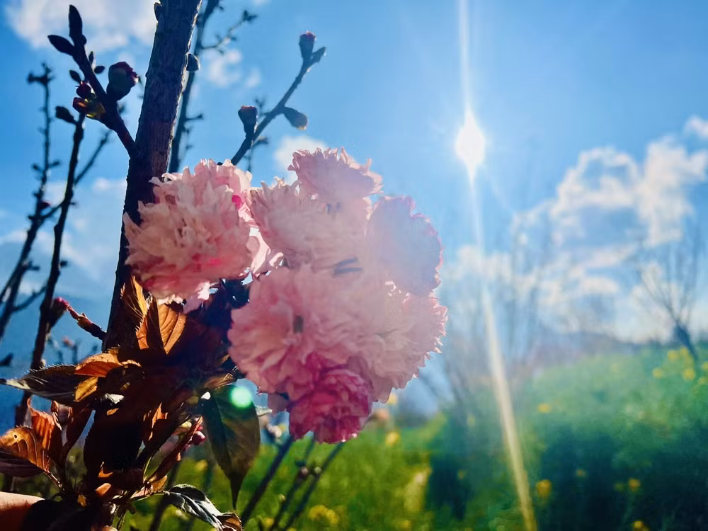 1000 gốc anh đào Nhật Bản đã được khu du lịch đưa về và tỉ mỉ, kỳ công vun trồng từ những ngày đầu tiên khai trương tuyến cáp treo. Theo đại diện khu du lịch, anh đào là giống cây tương đối khó trồng và chậm lớn. Tuy nhiên, với khí hậu quanh năm mát mẻ, nơi đây được đánh giá là phù hợp để giúp hoa anh đào Nhật Bản sinh trưởng, phát triển tốt với độ xòe tán rộng, chùm dày và sắc hồng rất nét.