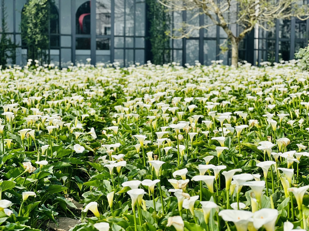 Người châu Âu rất chuộng trồng hoa rum bởi ý nghĩa tượng trưng cho niềm hạnh phúc, sự trở về, đoàn tụ và sum vầy của gia đình. Bởi vậy, khi khu du lịch Sun World Fansipan mang loài hoa thanh khiết này về gieo trồng và chăm sóc, tạo thành một khu vườn khổng lồ rộng tới 3.000m2, nhiều du khách đã không khỏi phấn khích ví vón nơi đây với góc châu Âu giữa lòng Sa Pa.