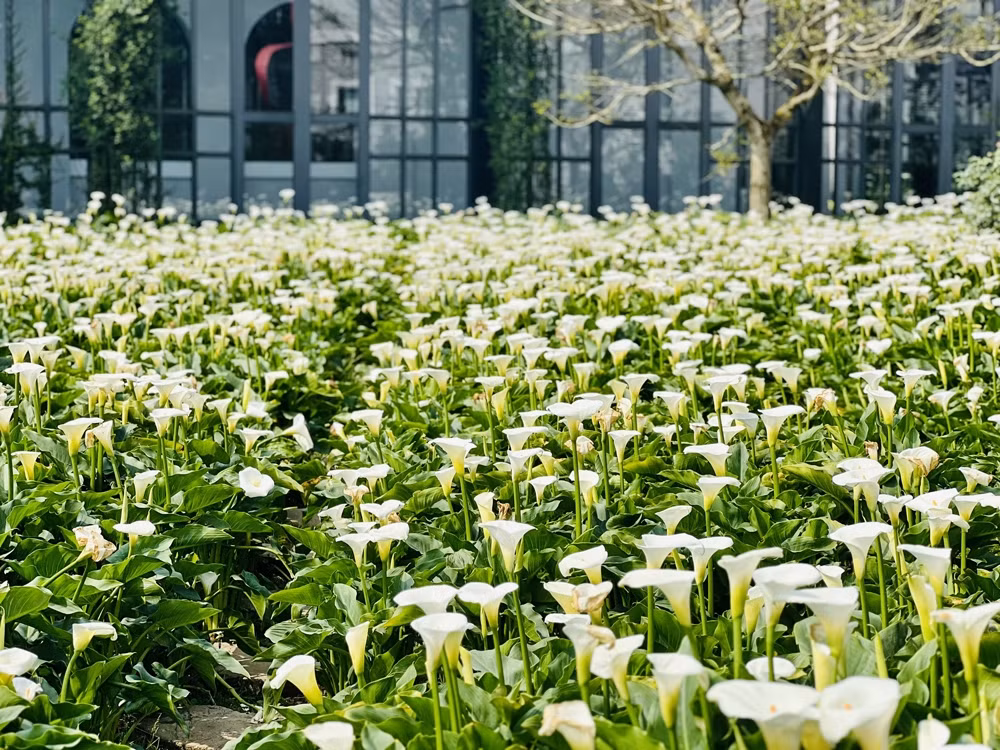 Người châu Âu rất chuộng trồng hoa rum bởi ý nghĩa tượng trưng cho niềm hạnh phúc, sự trở về, đoàn tụ và sum vầy của gia đình. Bởi vậy, khi khu du lịch Sun World Fansipan mang loài hoa thanh khiết này về gieo trồng và chăm sóc, tạo thành một khu vườn khổng lồ rộng tới 3.000m2, nhiều du khách đã không khỏi phấn khích ví vón nơi đây với góc châu Âu giữa lòng Sa Pa.