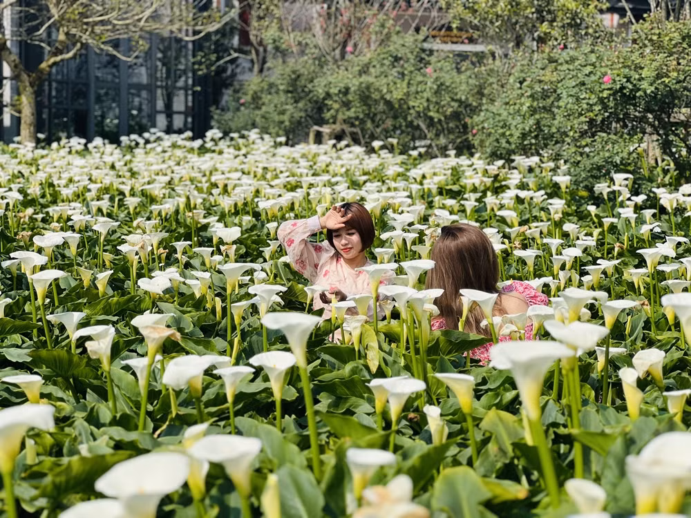 Sắc trắng tinh khôi, thuần khiết của hoa trên nền thiết kế cổ điển của nhà ga tàu hỏa Mường Hoa càng khiến cho không gian nơi đây châu Âu hơn nữa. Chị Thu Nga, du khách từ Bắc Giang chia sẻ: “Hiếm có khu du lịch nào đầu tư cảnh quan như Sun World Fansipan Legend. Mùa nào thức nấy, bất cứ lúc nào lên đây những du khách như tôi đều không thiếu khung nền để check-in. Bởi vậy mà 4 mùa trong năm, mùa nào tôi cũng muốn đến đây ít nhất một lần”.