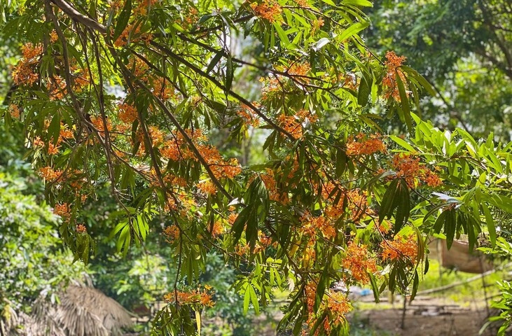 Ngam suoi Ta Ma mua hoa trang no ruc ro-Hinh-2