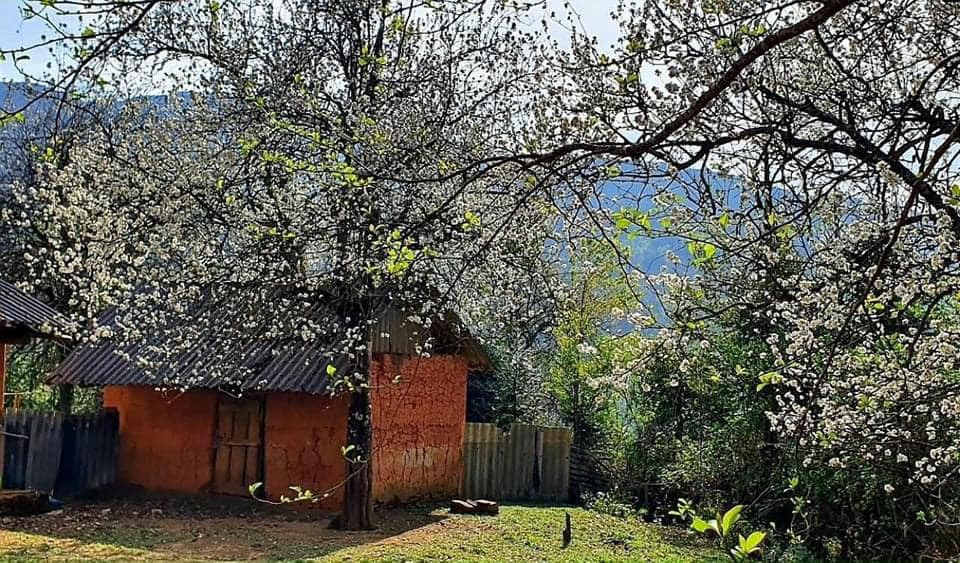 Hoa sơn tra thường nở vào cuối mùa xuân, tầm tháng 3. Từng chùm hoa trắng muốt, điểm xuyết những nhụy vàng trên thân cành khẳng khiu tựa như nàng sơn nữ vươn mình đón nắng xuân.