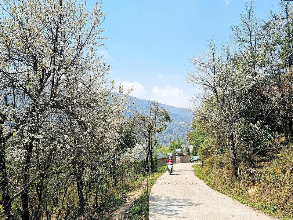 Hoa sơn tra ở Y Tý có ở khắp mọi nơi, ven rừng già, ven đường vào bản. Đến Y Tý những ngày này bạn sẽ được thả mình trong mây, phiêu du cùng hoa sơn tra. Bất kì ai cũng đều cảm thấy ngỡ ngàng đến ngẩn ngơ khi được chứng kiến cả một cung đường hoa bung nở, trắng xoá.