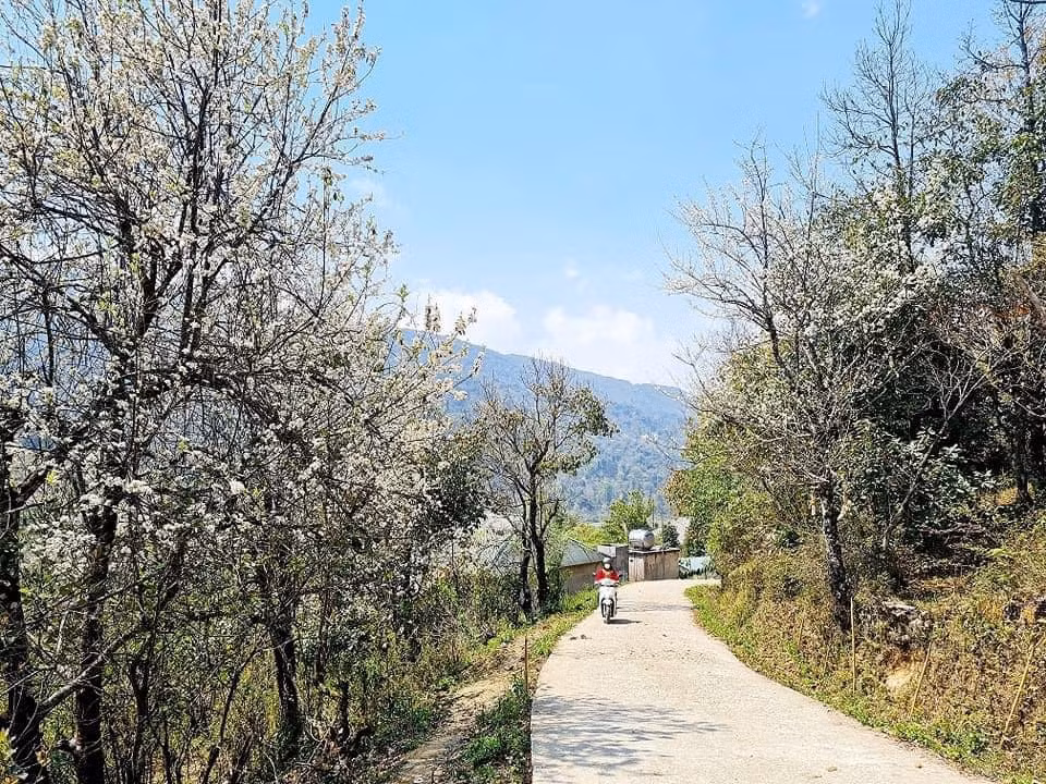 Hoa sơn tra ở Y Tý có ở khắp mọi nơi, ven rừng già, ven đường vào bản. Đến Y Tý những ngày này bạn sẽ được thả mình trong mây, phiêu du cùng hoa sơn tra. Bất kì ai cũng đều cảm thấy ngỡ ngàng đến ngẩn ngơ khi được chứng kiến cả một cung đường hoa bung nở, trắng xoá.