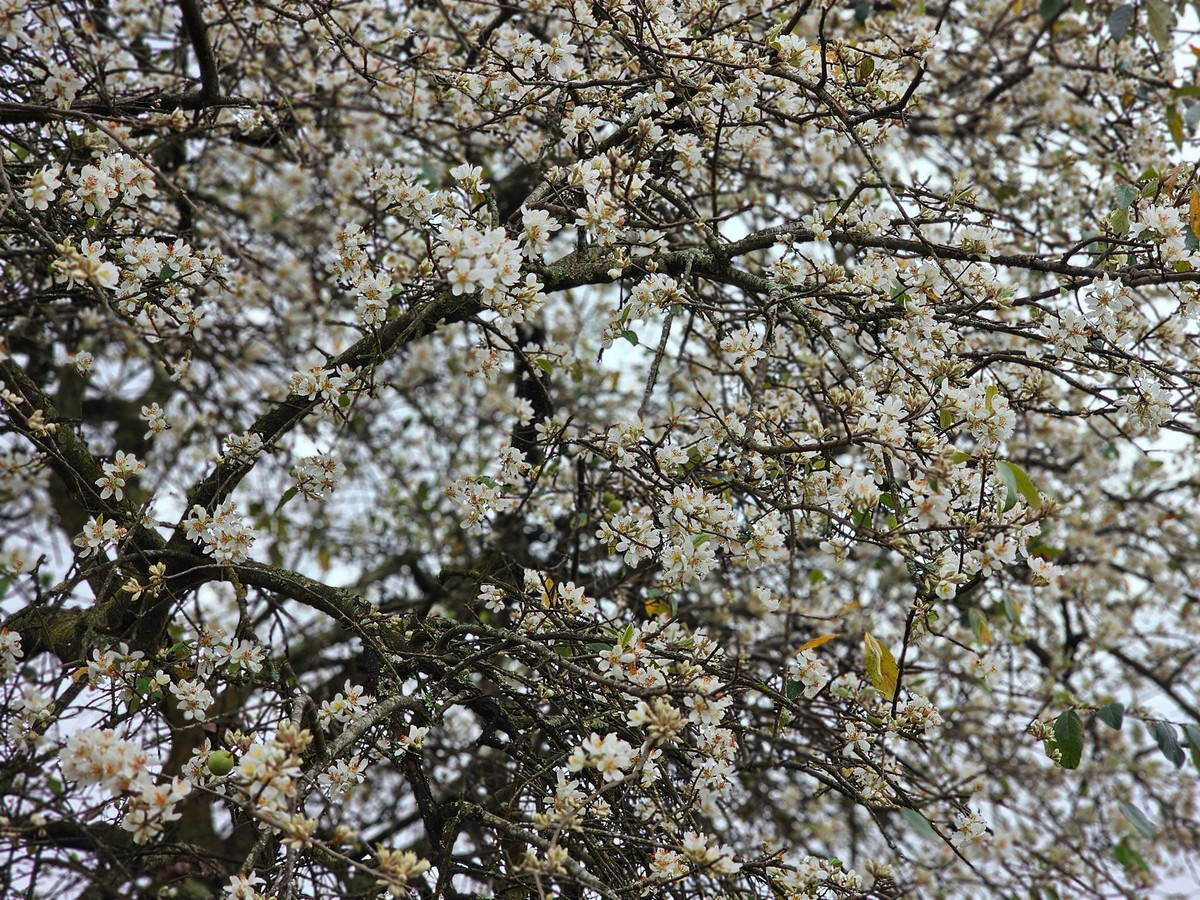 Chia tay mùa hoa mận, hoa đào rực rỡ. Núi rừng Y Tý những ngày này lại nổi bật với màu trắng của hoa sơn tra. Màu trắng của hoa Sơn tra làm cho con người ta mường tượng đến sự thuần khiết, đến sự đơn sơ giống như vẻ đẹp mộc mạc của những cô gái Hà Nhì.