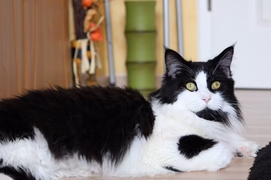 Chúng là một trong những giống mèo nặng nhất hiện nay, với trọng lượng trưởng thành từ 5-11kg. Kích thước của chúng rất ấn tượng, với chiều dài trung bình từ 30-50cm và thậm chí có những con trưởng thành chiều dài thân lên đến 1m (chưa tính đuôi).