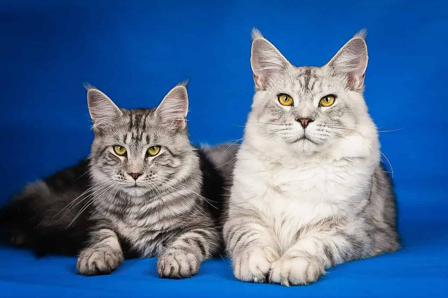 Tuổi thọ trung bình mèo Maine Coon là từ 12 -15 năm. Đây là mức tuổi nằm ở mức phổ thông thường thấy. Dẫu cho thân hình to lớn, đề kháng và khả năng thích nghi hoàn cảnh cao. Thế nhưng, mèo Maine Coon đều có những vấn đề đặc thù về sức khỏe.