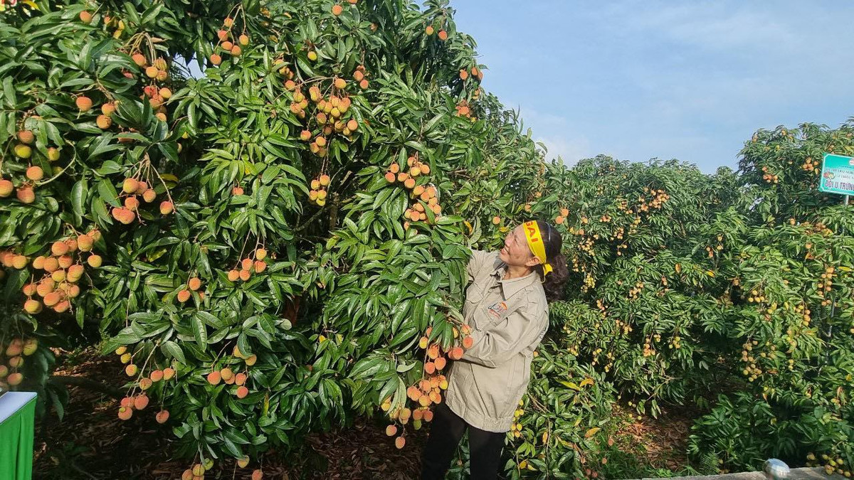 Hai Duong: Day manh xuc tien tieu thu vai thieu, nguoi dan phan khoi...“duoc mua, duoc gia“-Hinh-9