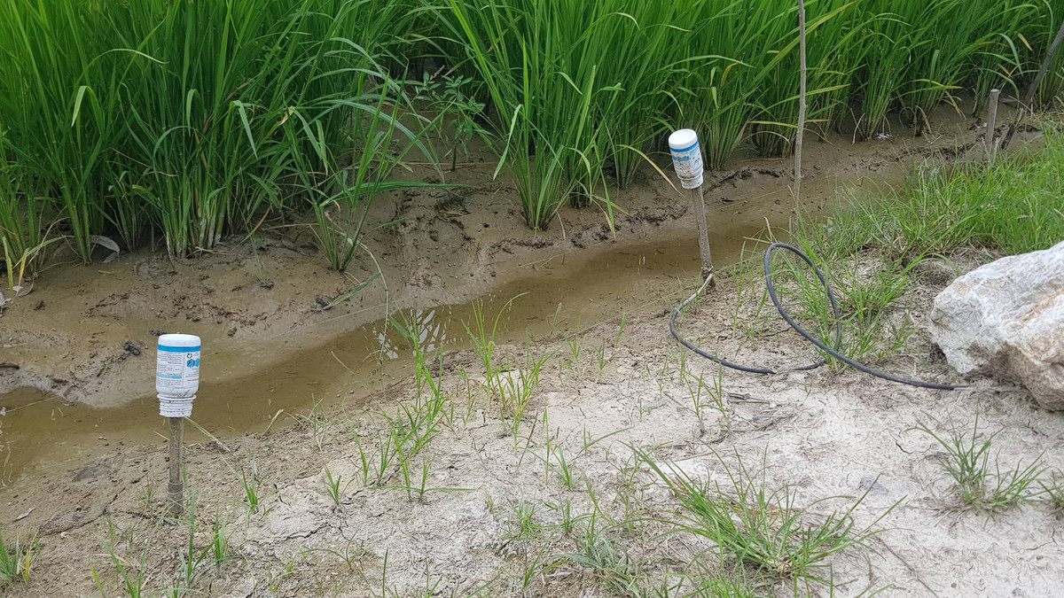 Đường dây điện đấu nối trực tiếp vào hệ thống dây thép trần được giăng quanh thửa ruộng và chỉ được cảnh báo sơ sài bằng vỏ lọ thuốc trừ sâu.