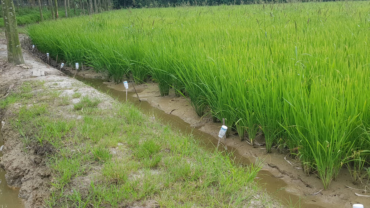 Hệ thống dây thép trần giăng quanh ruộng lúa.